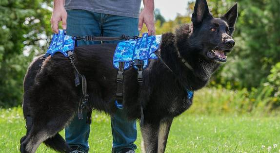 German Shepherds Health and Lifespan