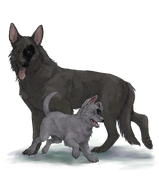 GSDAdultPupblacksplotchright