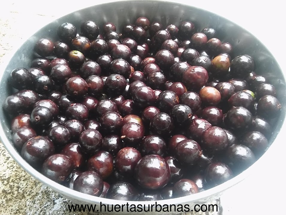 huertasurbanas_com_20191010_093051Eldorado_gota-3