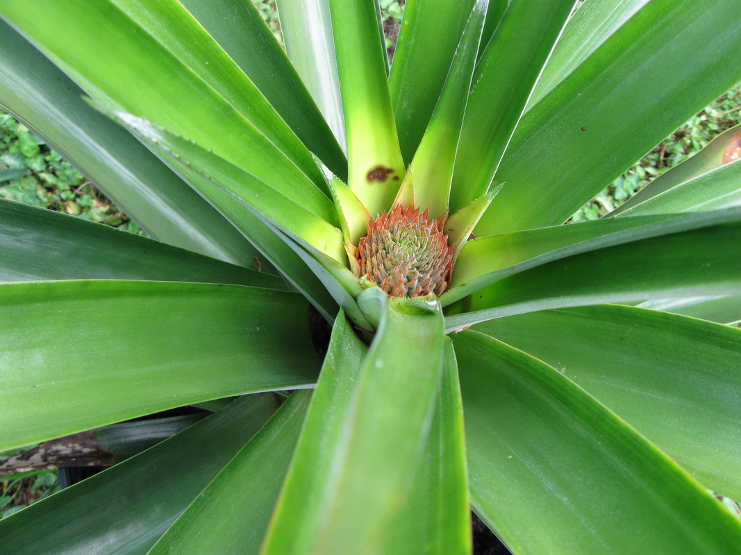 Dole 3-7-14