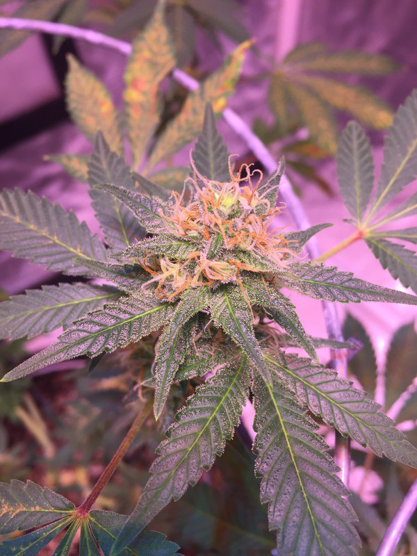 264365A3-B540-42BD-B210-9B42D781A5BA