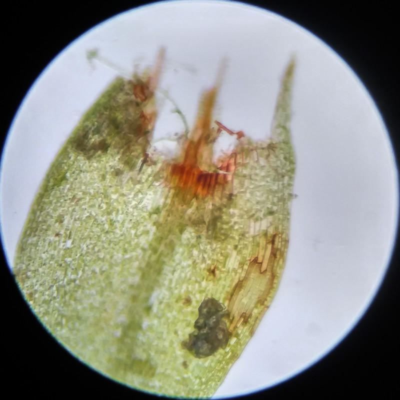 IMG 20250617 115005 HDR