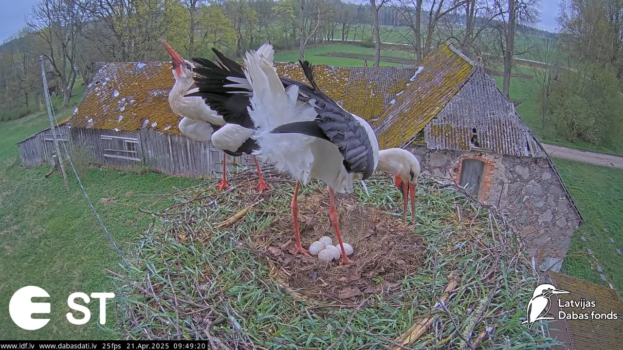 (47) Baltie stārķi (Ciconia ciconia) Tukuma novadā __ White storks in Tukums, Latvia - YouTube - 804