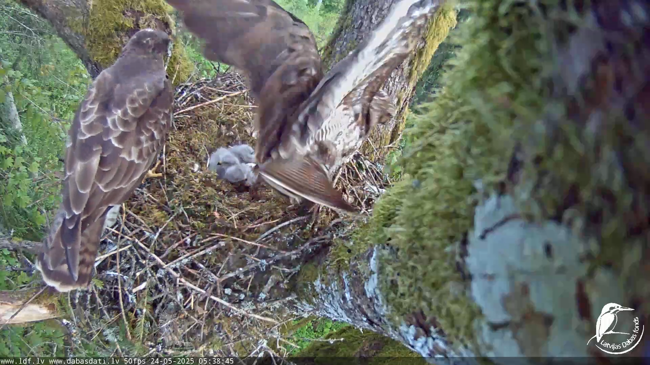 Melnās klijas (Milvus migrans) Kurzemē_ peļu klijāni (Buteo buteo) 11-52-30 screenshot