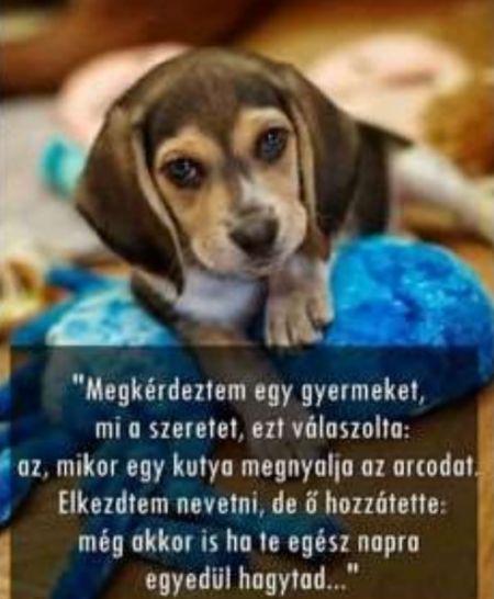 https://i.postimg.cc/K81s28fw/megkerdeztem-egy-gyermeket.jpg