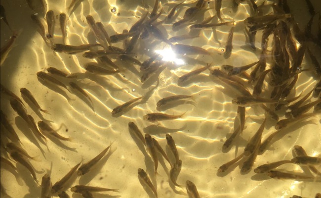 fisherklin.com    