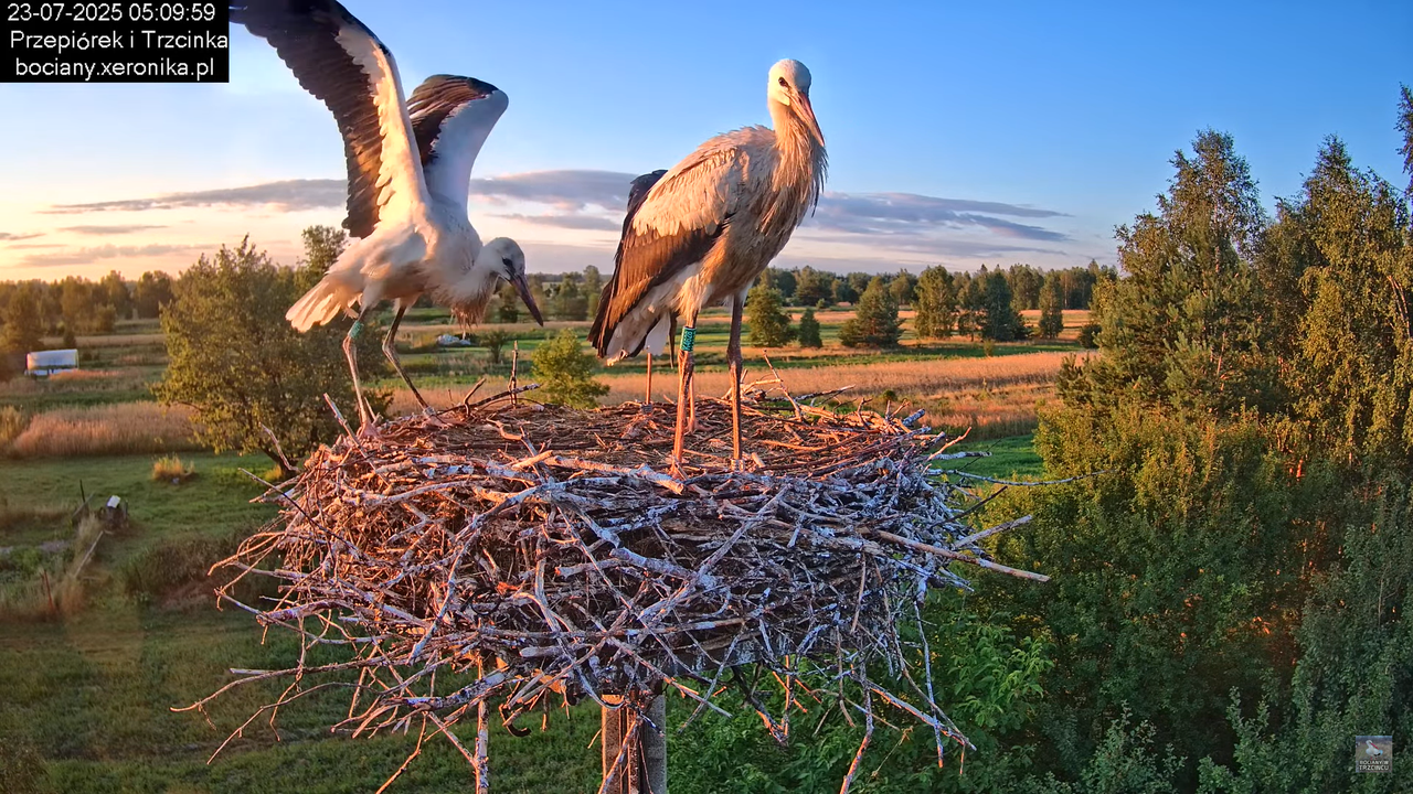23072025bociany8
