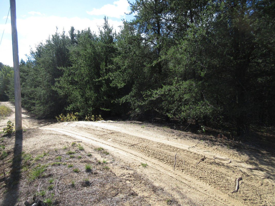 2018DN-Tetyra bipunctata