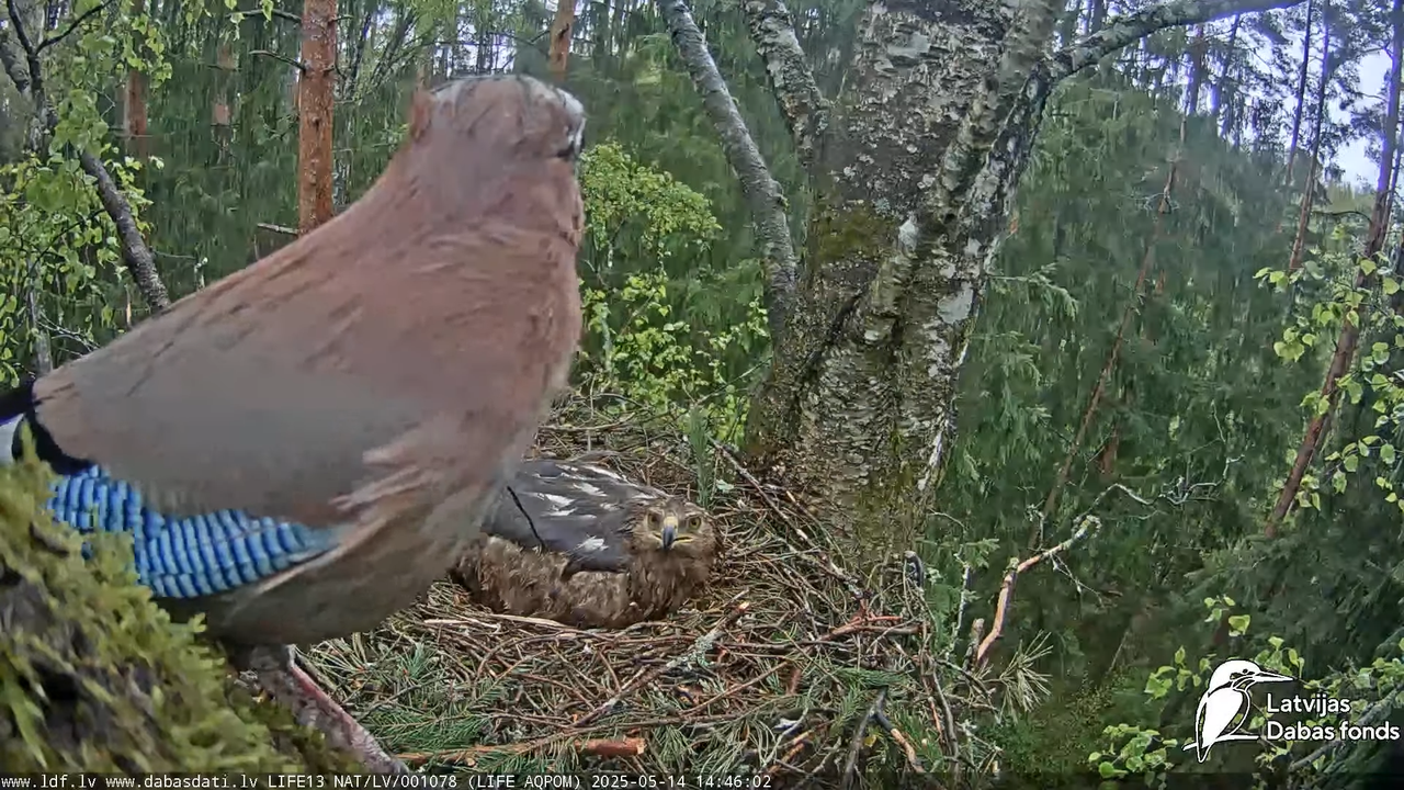 Mazais ērglis (Clanga pomarina), ligzda bērzā 18-51-7 screenshot