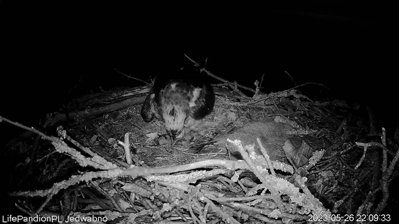 Rybołowy Online Puszcza Napiwodzko-Ramucka _ Ospreys Online in Napiwodzko-Ramucka Forest 12-54-25 sc
