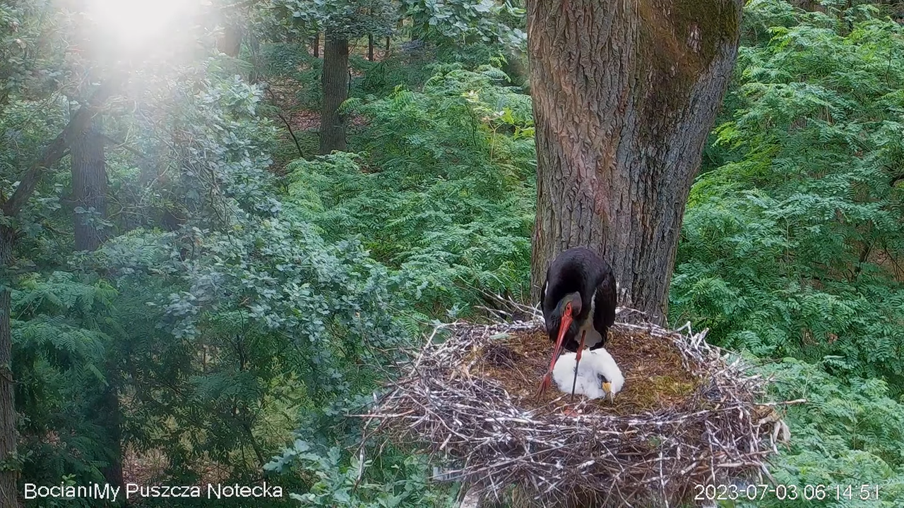 Melnais stārķis Online Puszcza Notecka _ Black stork Online Notecka Forest 9-50-45 screenshot