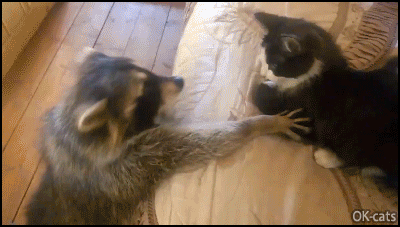 Funny-Cat-GIF-When-a-raccoon-is-in-love-with-a-cat-and-wants-to-kiss-him-Love-me-Kitty.gif