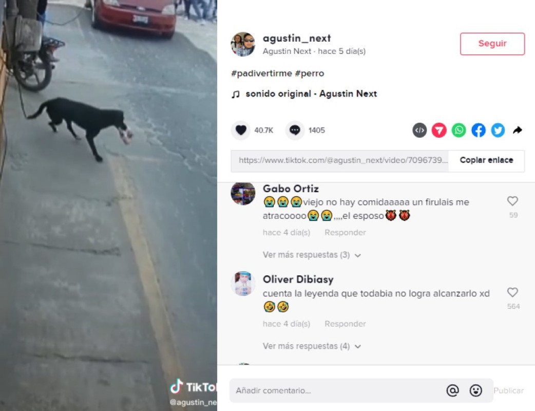 Perrito roba cemitas se vuelve viral, incluso han colocado un letrero de cuidado