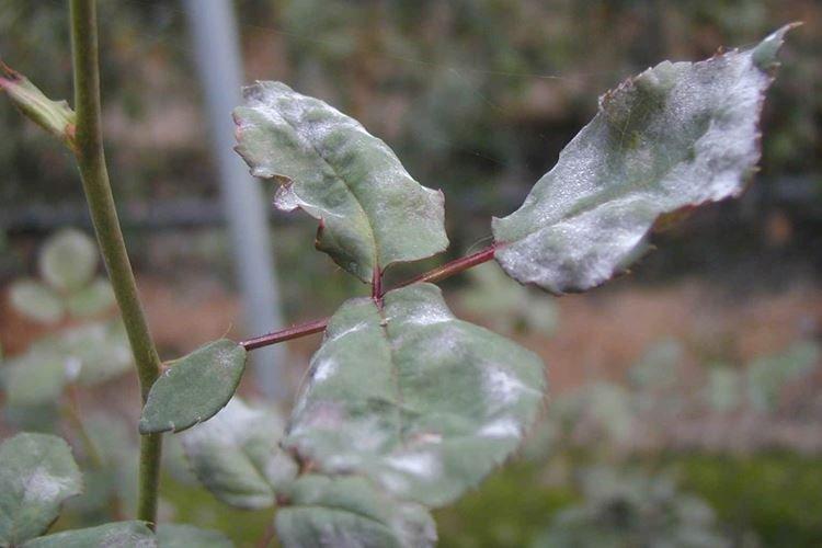 Опасен ли белый налет на листьях розы для здоровья человека и растения