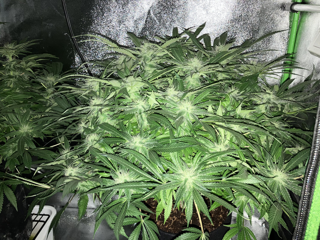 jIMG_1673 (Junio 4  2023)