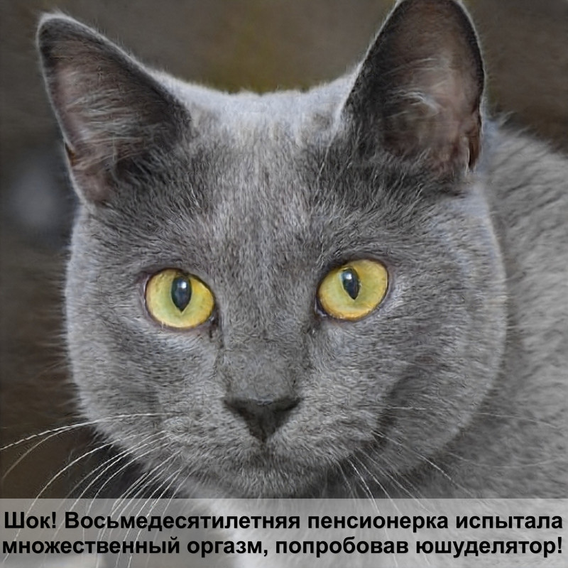 абиссинская кошка шерсть линяет