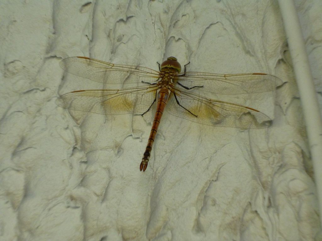 P1160344 [Разрешение рабочего стола]