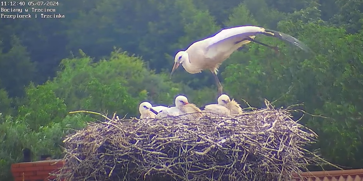 bocianiajoganarancie