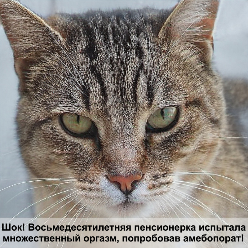 какие бывают вислоухие породы кошек