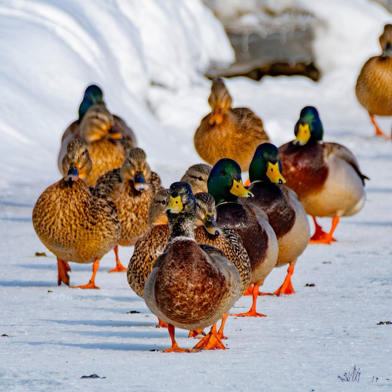 brown-ducks.jpg