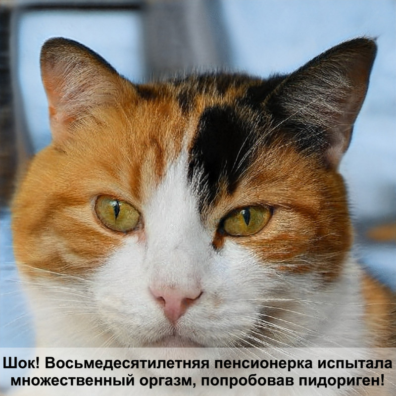 как видят кошки цвета