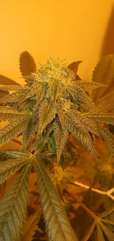 F594D098-0D78-468A-8FBC-04DA9736AE5A