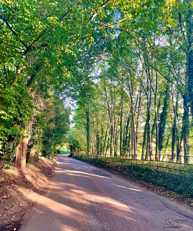 The-woods-T-road-HD.jpg