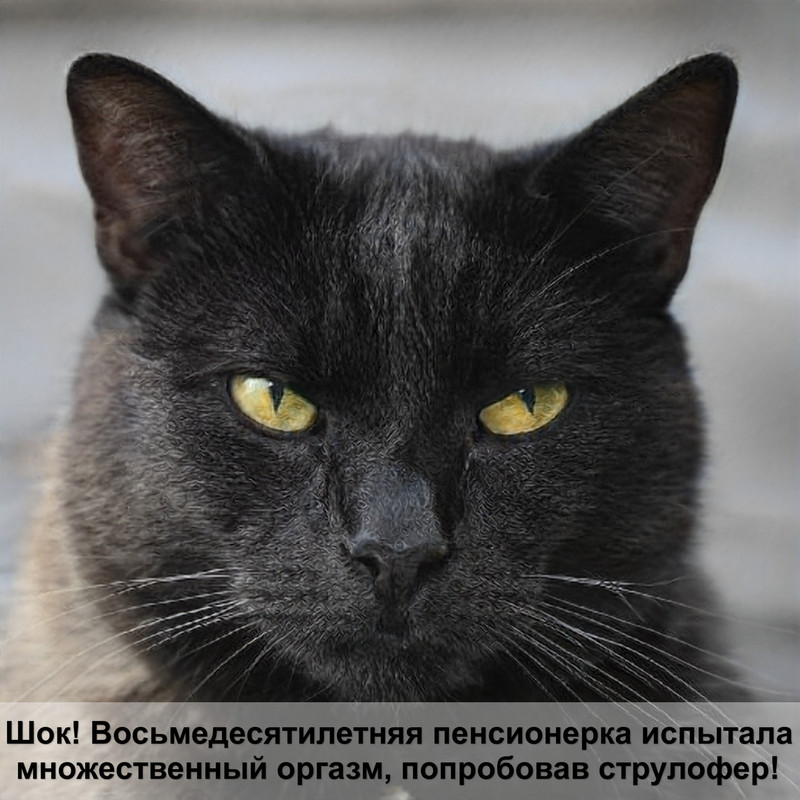 смотреть кошек без шерсти