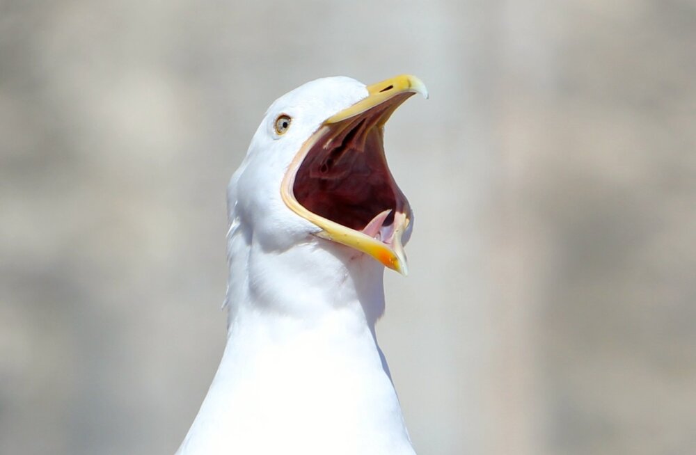 julge-kajakas-78327075