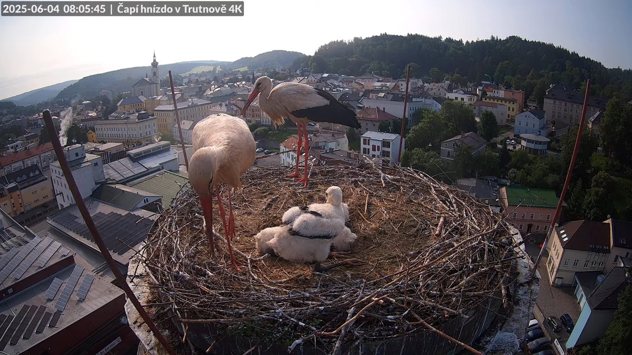 Živě z čapího hnízda na pivovarském komíně v Trutnově 10-21-15 screenshot
