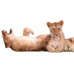 66-A6-B163-02-CA-4-B53-94-F1-7-F00-F30571-C6.png