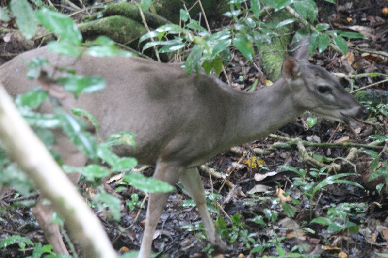 DE TORTUGAS Y PEREZOSOS. COSTA RICA 2019 - Blogs de Costa Rica - DIA 14: PARQUE DE MANUEL ANTONIO (57)