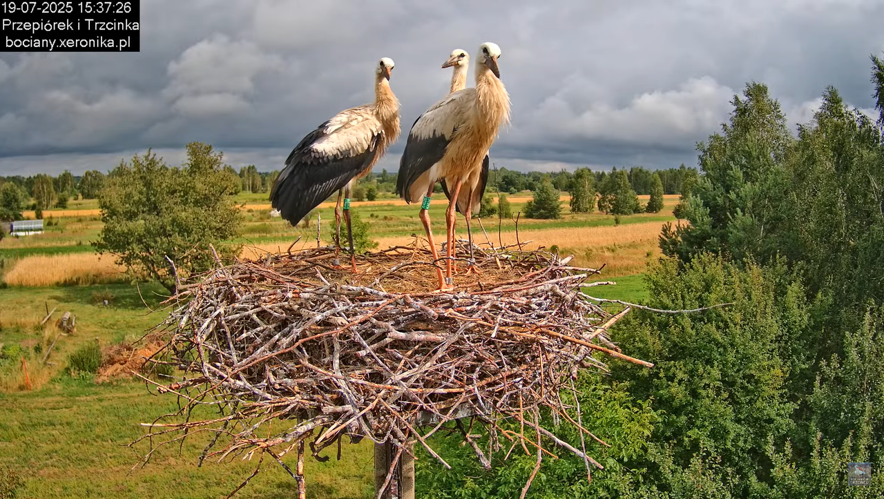 19072025bociany44
