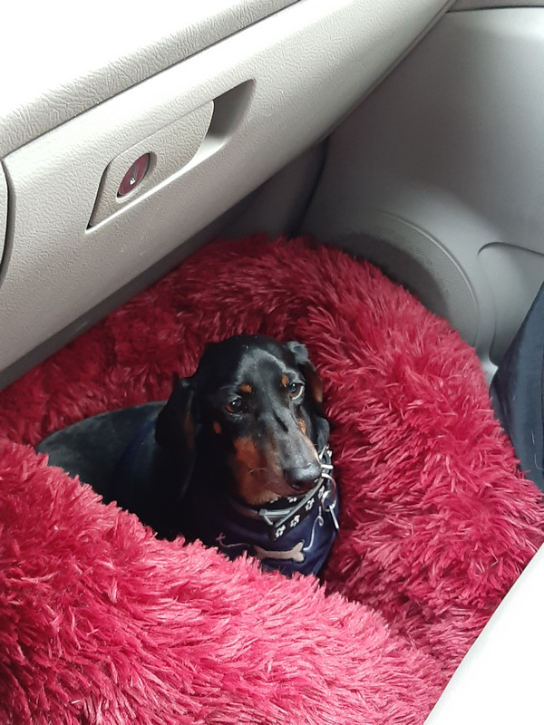 [Image: Ysatis-partie-en-direction-du-Cher-Samed...r-2021.jpg]