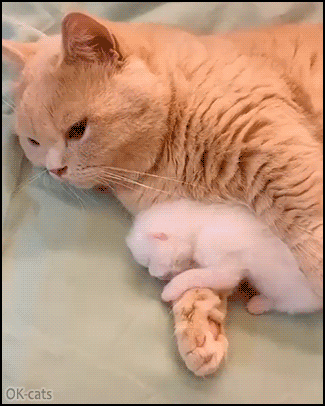 Cute-Cat-GIF-Adorable-Mama-cat-is-in-love-with-her-lovely-tiny-white-baby.gif