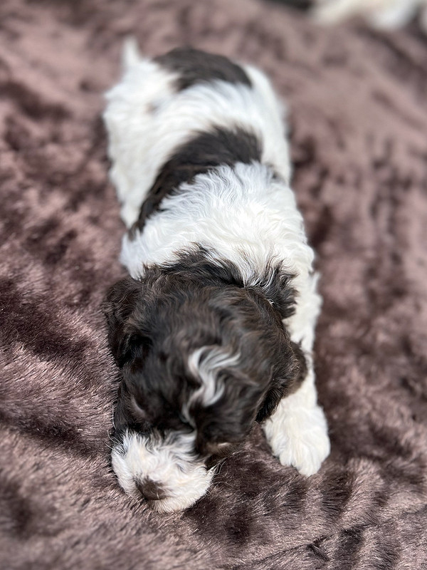 Lagotto Romagnolo female puppy for sale – Ideal Dale Etna – 27 days old – photo 3