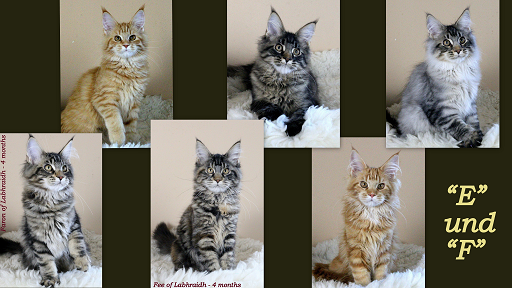 Labhraidh Mainecoon Katze Maine Coon Cattery Zucht Aus