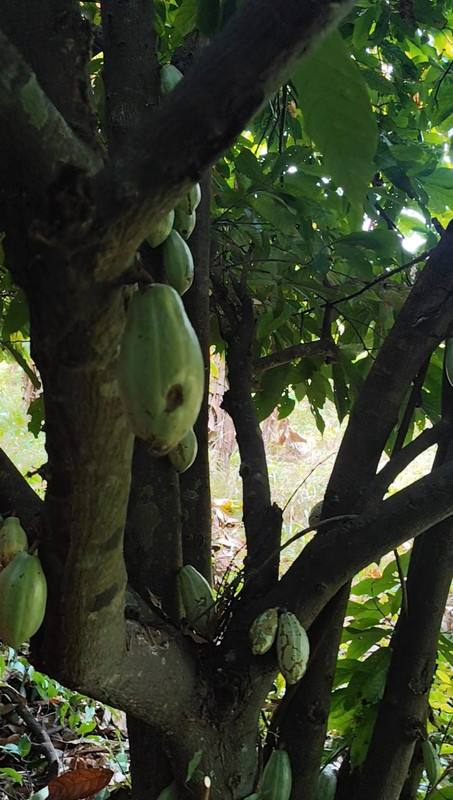Secado del Cacao