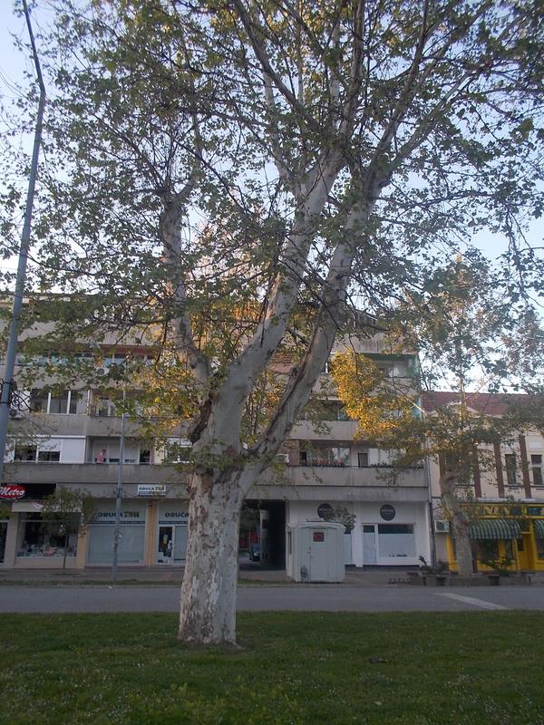 Slika