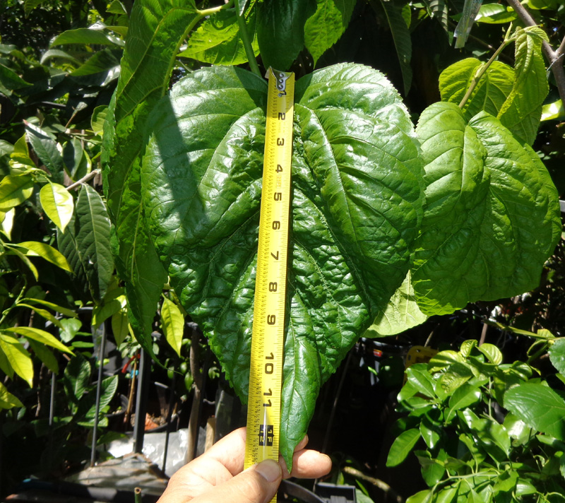 Shangri-La - leaves2
