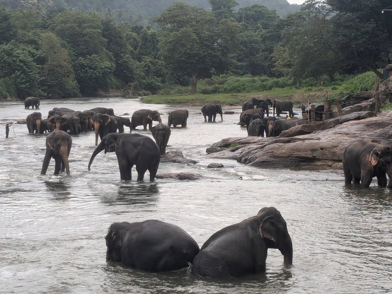 Día 10. Desayuno con elefantes en la piscina - Tuktukeando tres semanas en Sri Lanka (1)