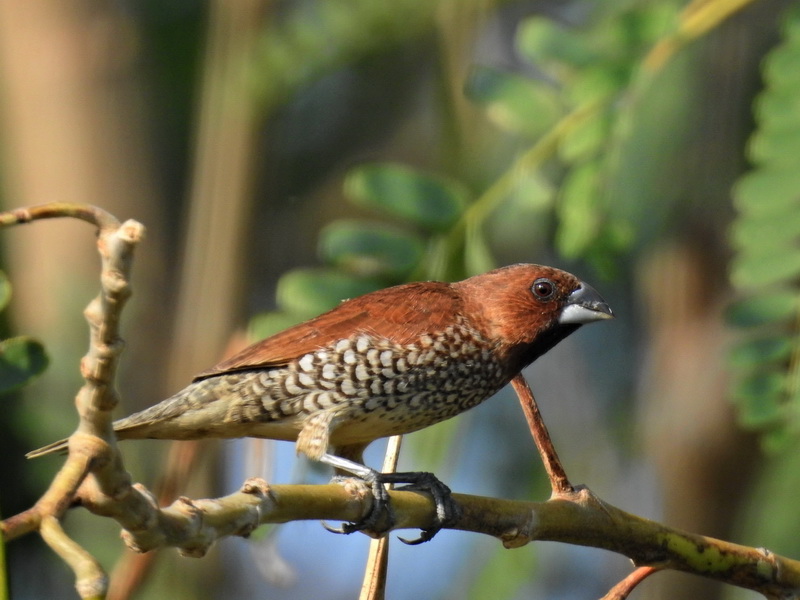 Чешуйчатогрудая амадина