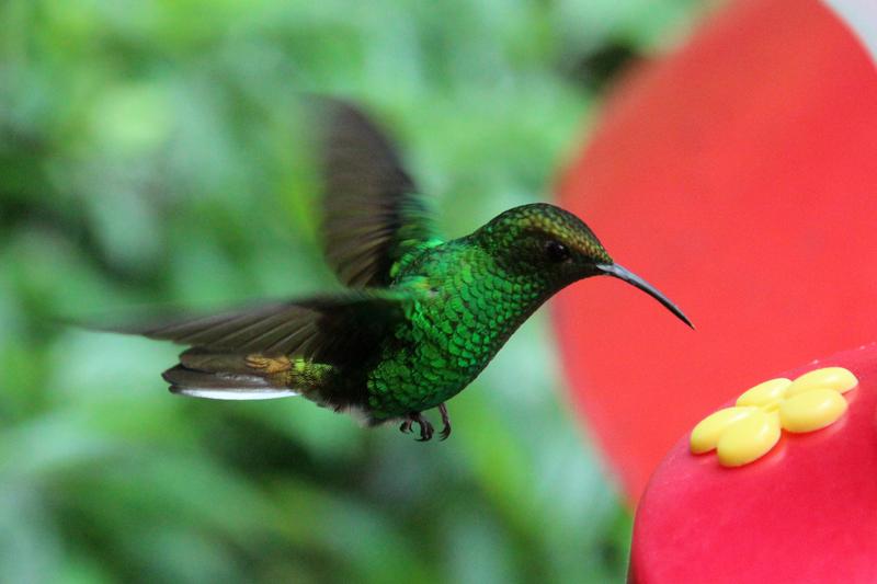 DE TORTUGAS Y PEREZOSOS. COSTA RICA 2019 - Blogs de Costa Rica - DIA 11: TIROLINAS EN MONTEVERDE Y TOUR NOCTURNO POR LA SELVA (34)