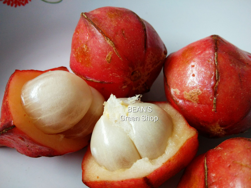 Uchong(Almost round no fins)2