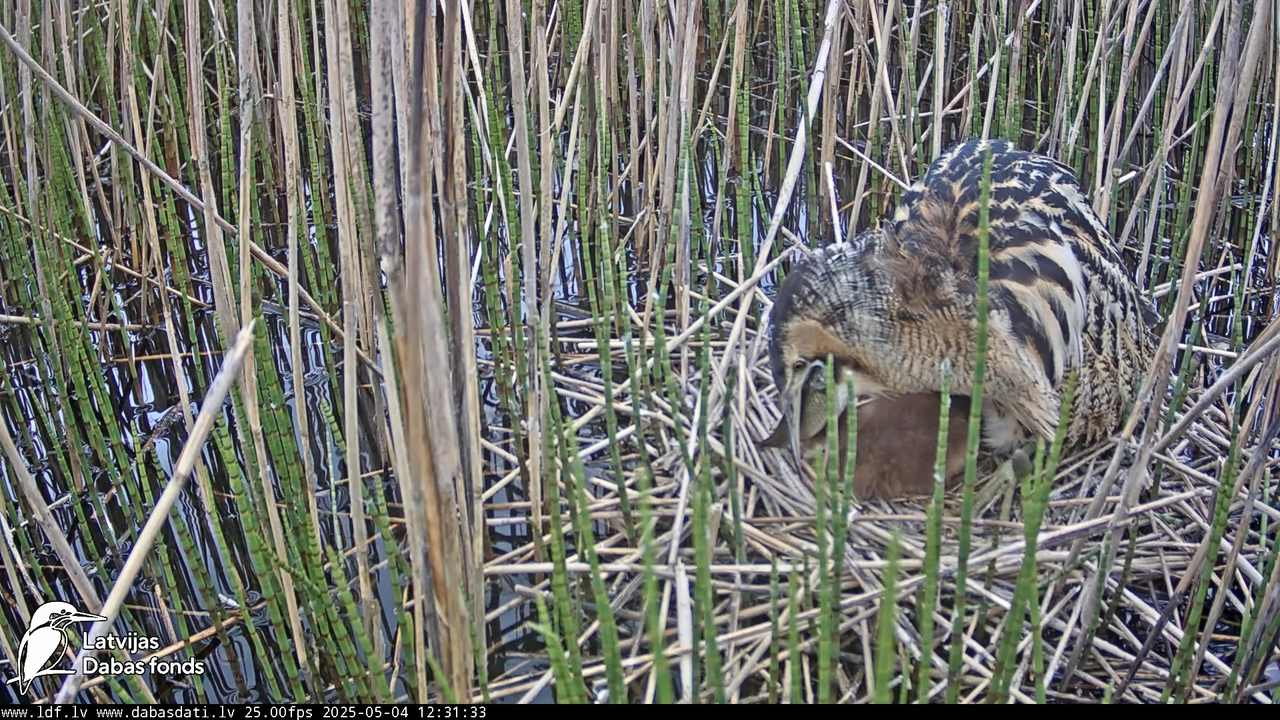 LDF Lielais dumpis (Botaurus stellaris) Zemītes pagastā 7-24-33 screenshot