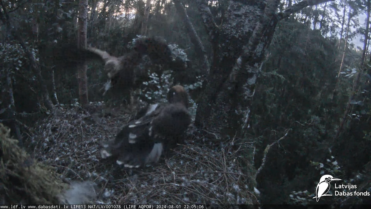Mazais ērglis (Clanga pomarina), ligzda bērzā - LDF tiešraide 17-9-46 screenshot