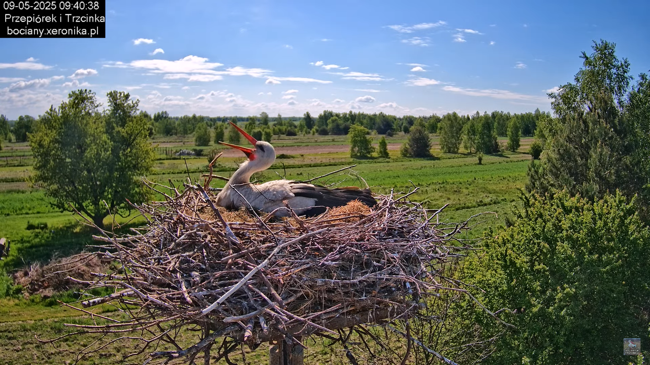 09052025bociany17