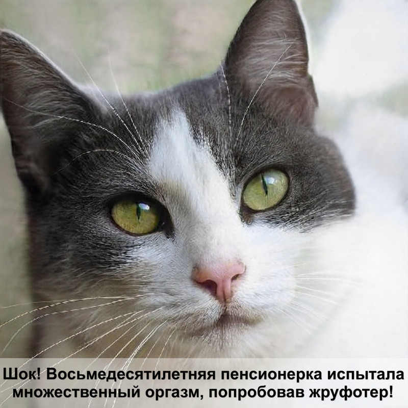 лысая кошка сфинкс котенок