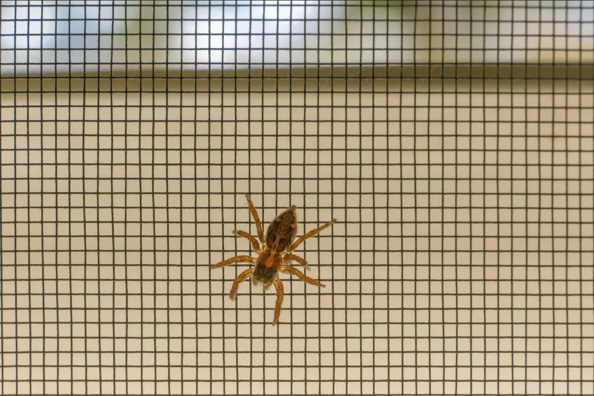 Ingredientes de cocina que sirven para ahuyentar a las arañas