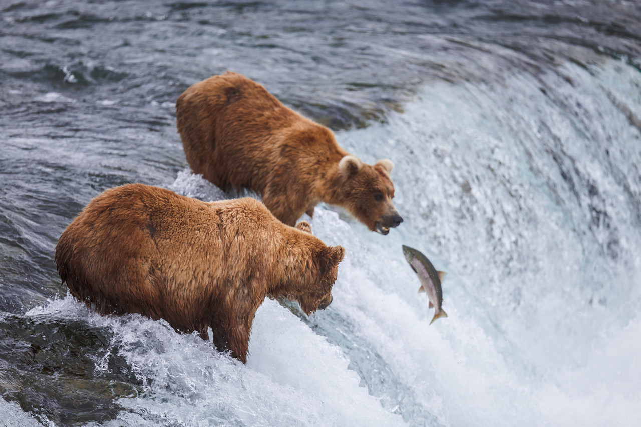 Multiple grizzlies sharing the river during salmon run in Alaska